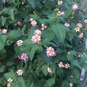 Meet your Posher, Marleny